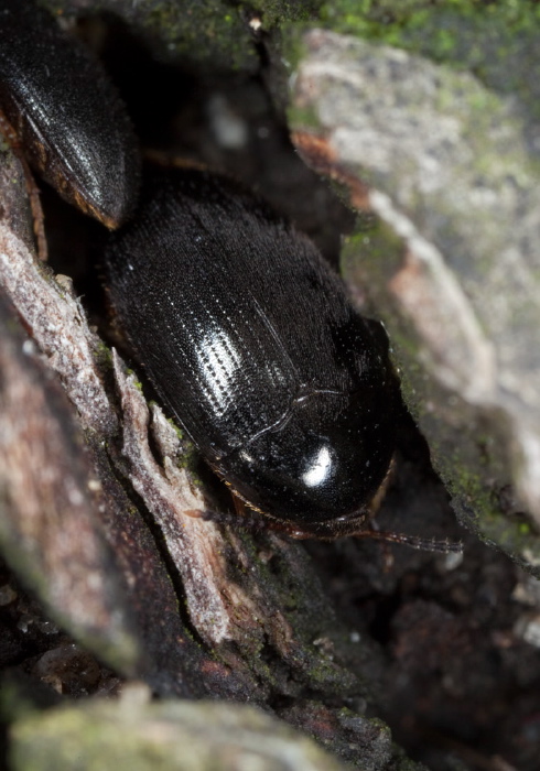 Eustrophopsis bicolor Tenebrionidae