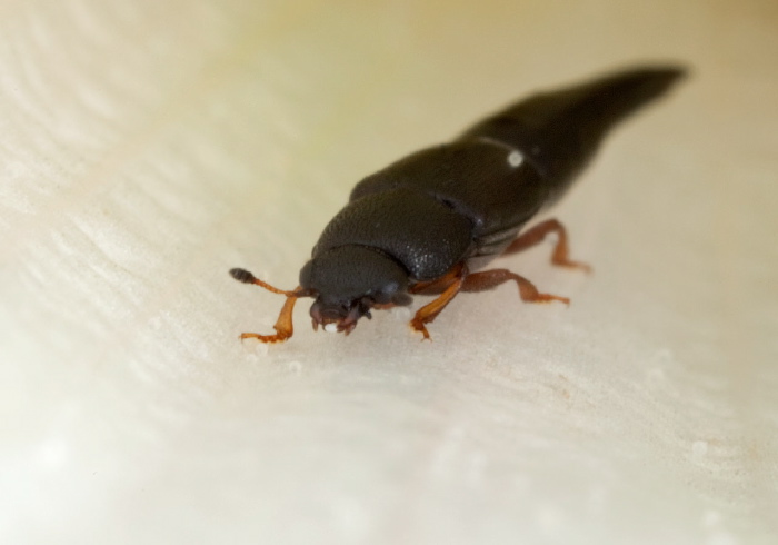 Conotelus obscurus Nitidulidae