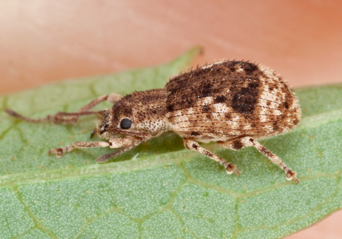 Oedophrys hilleri Curculionidae