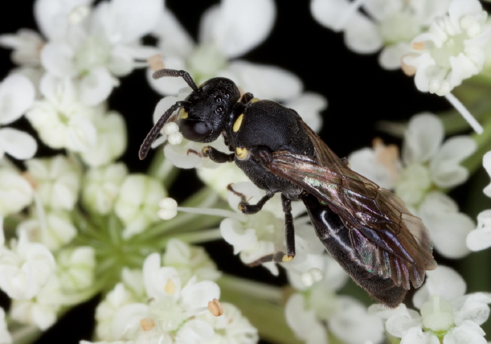 Hylaeus (Prosopis) sp. Colletidae