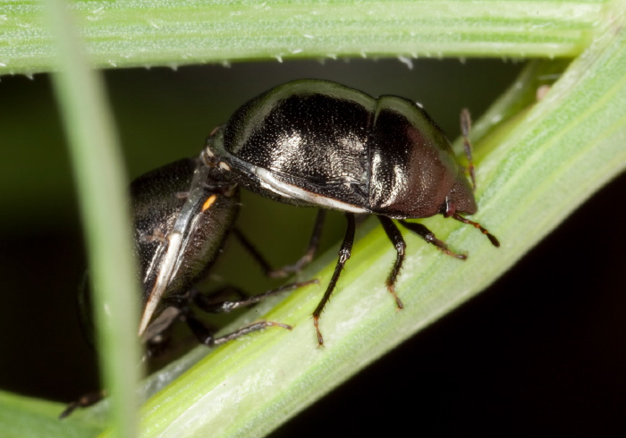 Corimelaena lateralis Thyreocoridae