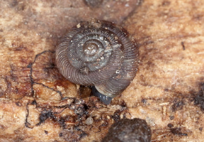 Discus rotundatus? Discidae