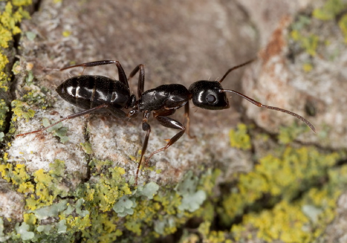 Camponotus (Myrmentoma) nearcticus Formicidae