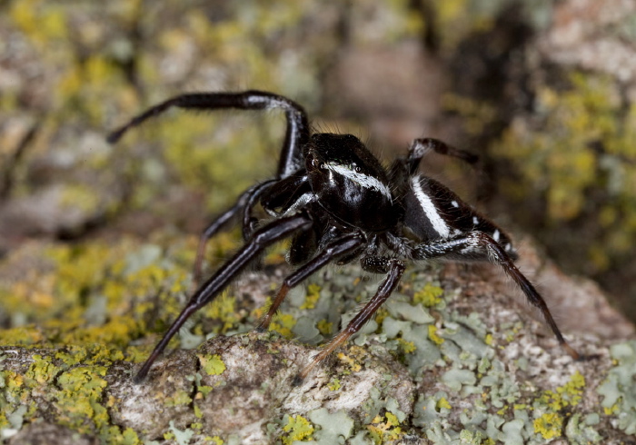 Paraphidippus aurantius Salticidae