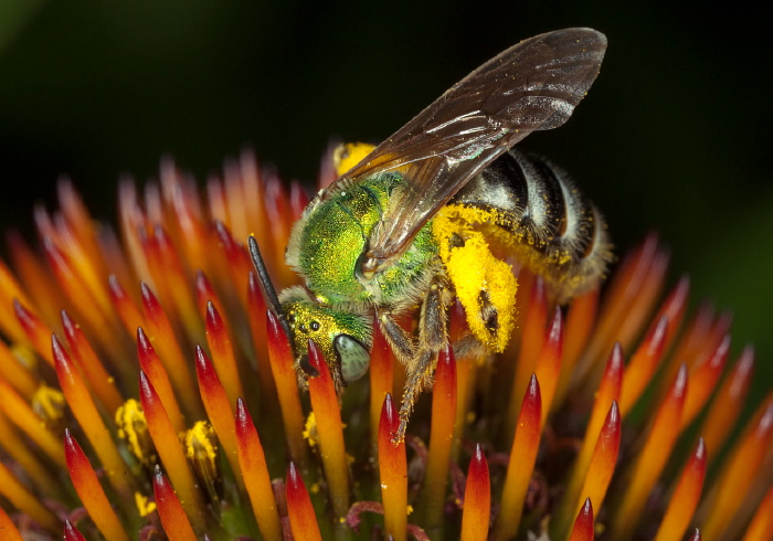 Agapostemon (Agapostemon) virescens Halictidae