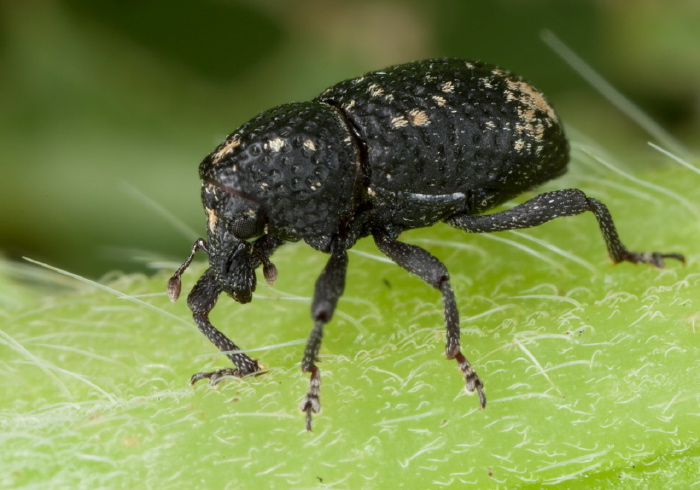 Tyloderma foveolatum Curculionidae