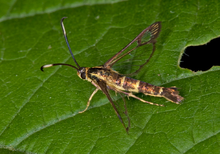 Carmenta bassiformis Sesiidae