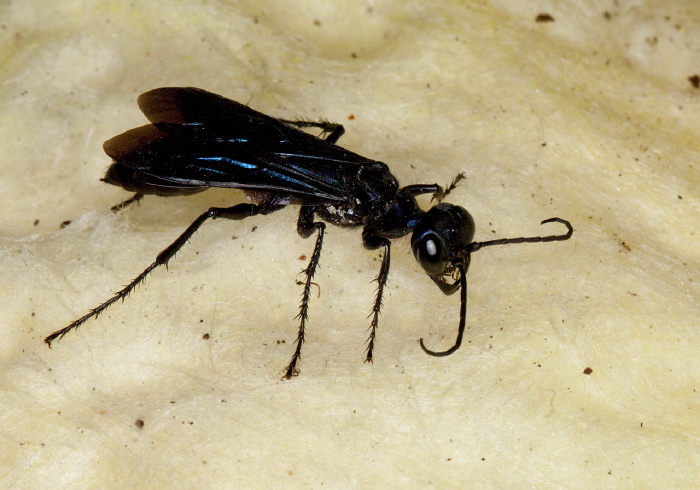 Chlorion aerarium Sphecidae