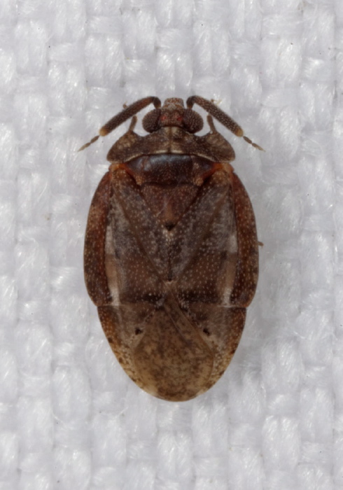 Diphleps unica Miridae