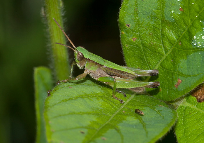Dichromorpha viridis Acrididae