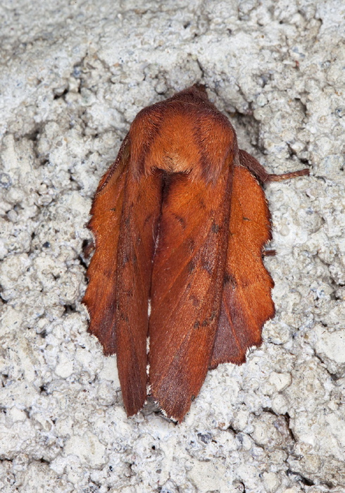 Phyllodesma americana Lasiocampidae