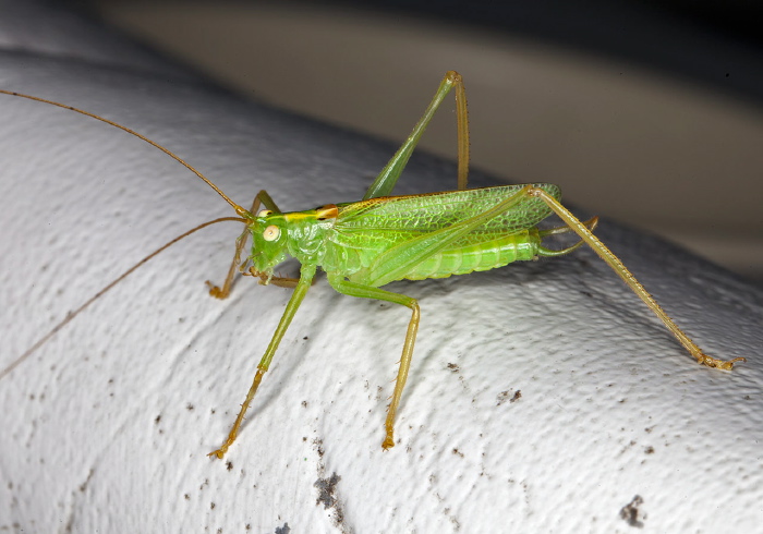 Meconema thalassinum Tettigoniidae