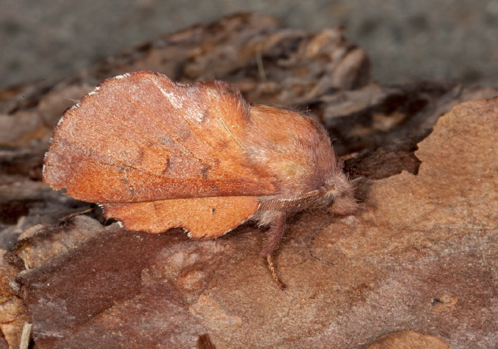 Phyllodesma americana Lasiocampidae