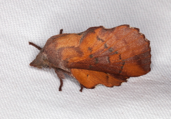 Phyllodesma americana Lasiocampidae