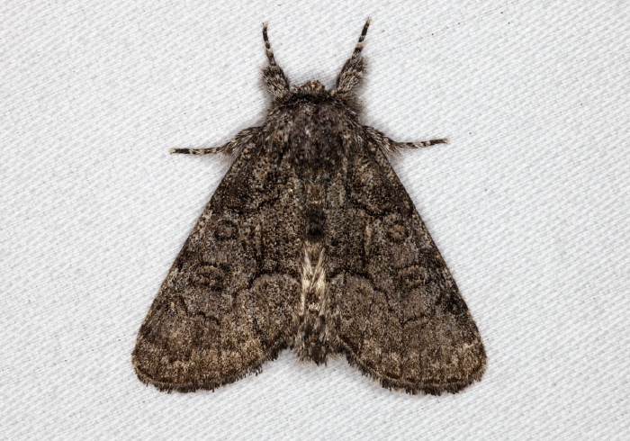 Raphia frater Noctuidae