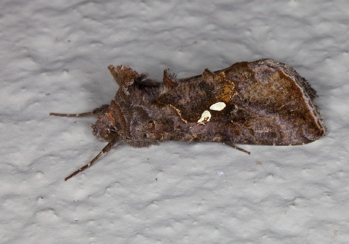 Autographa precationis Noctuidae