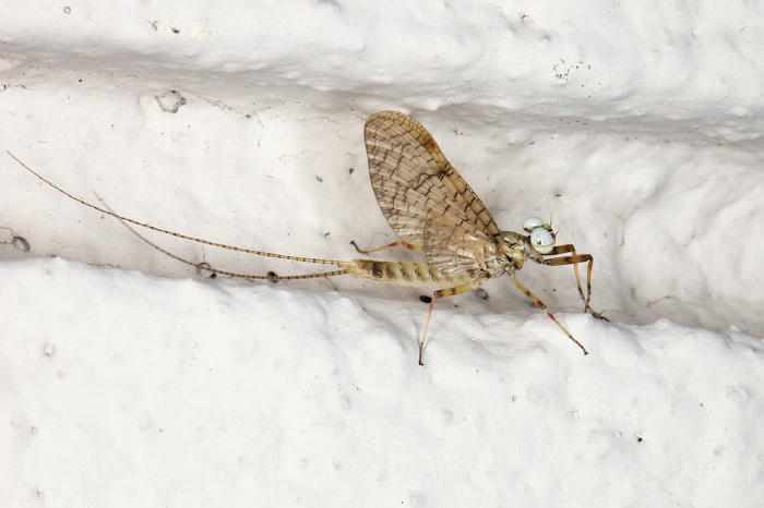 Stenonema femoratum Heptageniidae