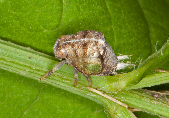 Acanalonia conica? Acanaloniidae