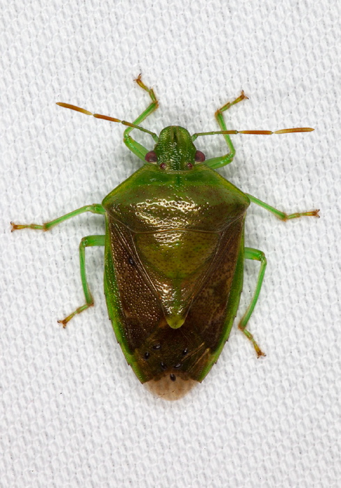 Banasa calva? Pentatomidae