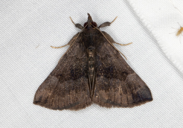 Hypena madefactalis Erebidae