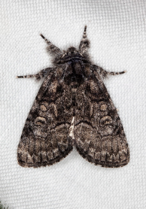 Raphia frater Noctuidae