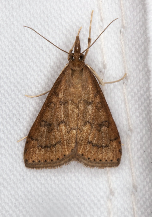 Udea rubigalis Crambidae