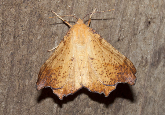 Ennomos magnaria  Geometridae