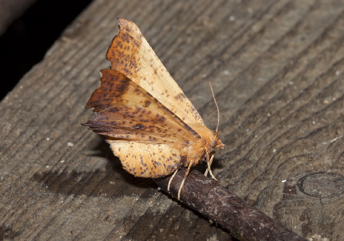 Ennomos magnaria  Geometridae