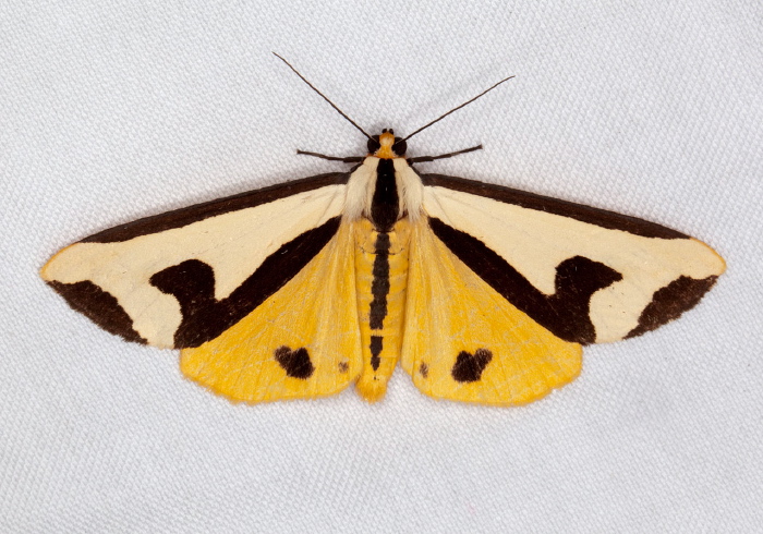 Haploa clymene Erebidae