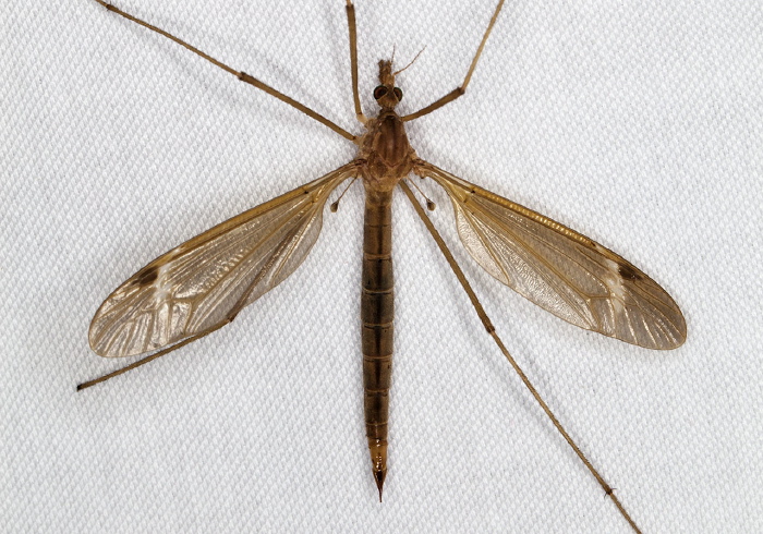 Tipula (Lunatipula) duplex Tipulidae