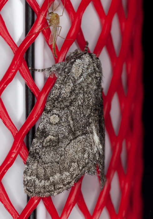 Raphia frater Noctuidae