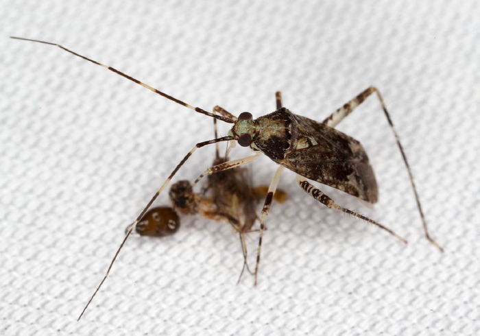 Phytocoris sp. Miridae