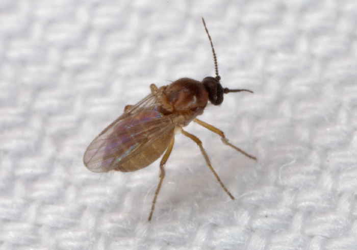 Atrichopogon sp. Ceratopogonidae