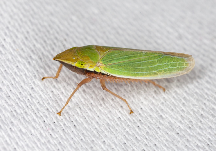 Draeculacephala zeae? Cicadellidae