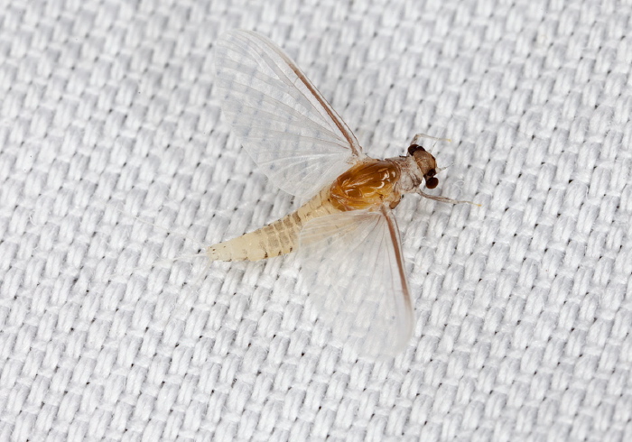 Caenis sp. Caenidae?