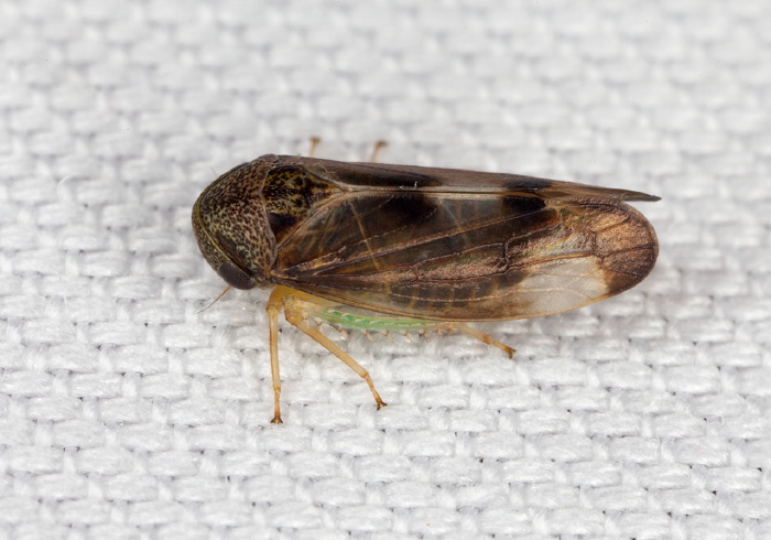 Pediopsoides distinctus Cicadellidae