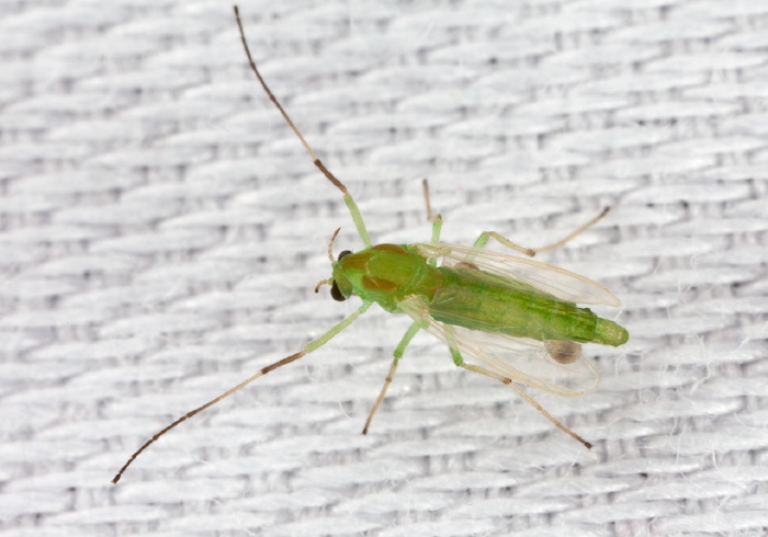 Parachironomus sp.? Chironomidae