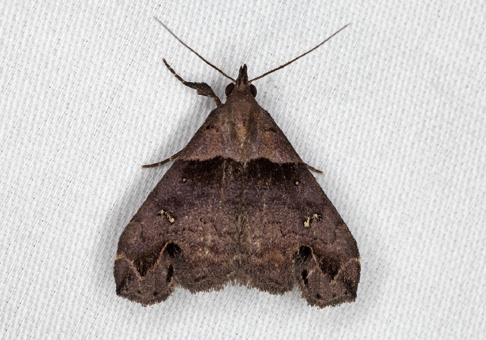 Lascoria ambigualis Erebidae