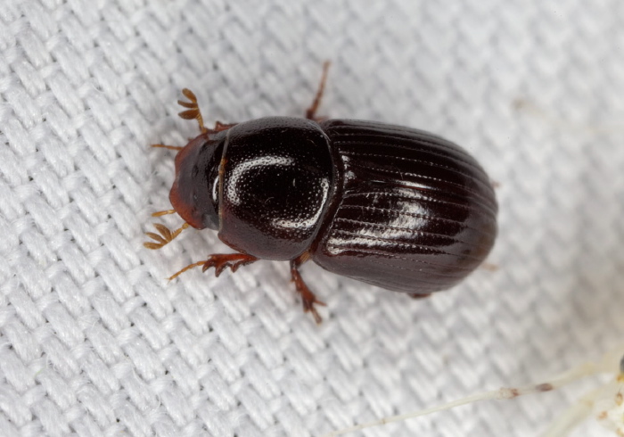 Aphodius (Oscarinus) rusicola Scarabaeidae