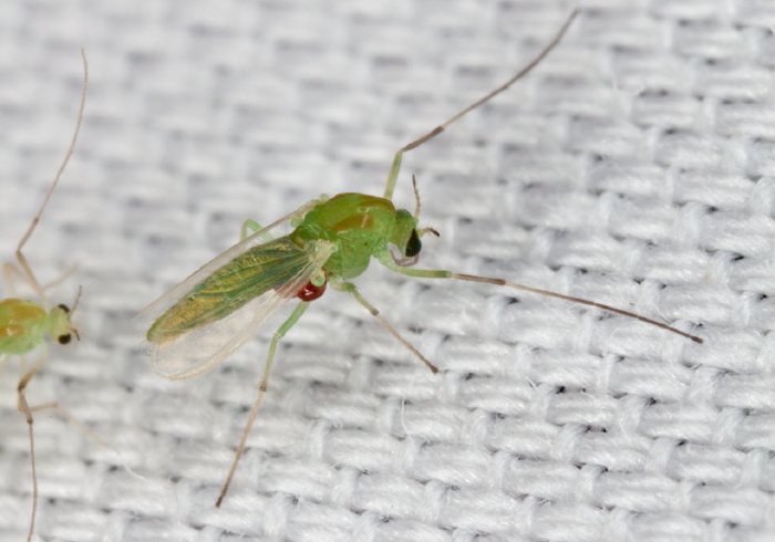 Parachironomus sp.? Chironomidae