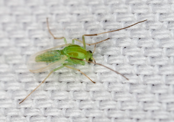 Parachironomus sp.? Chironomidae