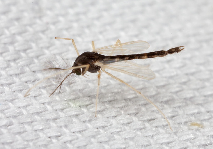 Polypedilum Group Chironomidae