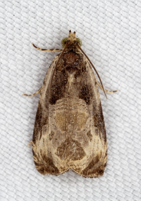Olethreutes connectum Tortricidae