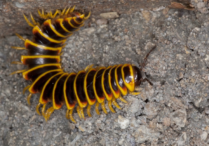 Apheloria virginiensis corrugata Xystodesmidae