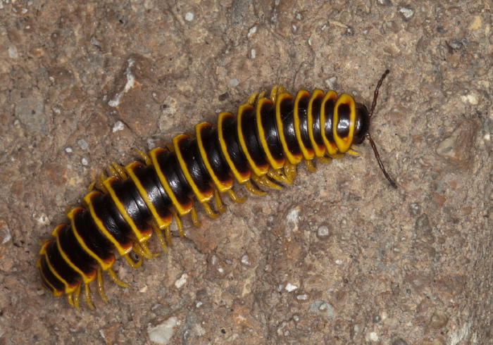 Apheloria virginiensis corrugata Xystodesmidae