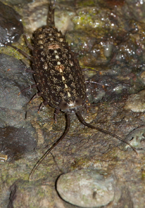 Ligia exotica? Ligiidae