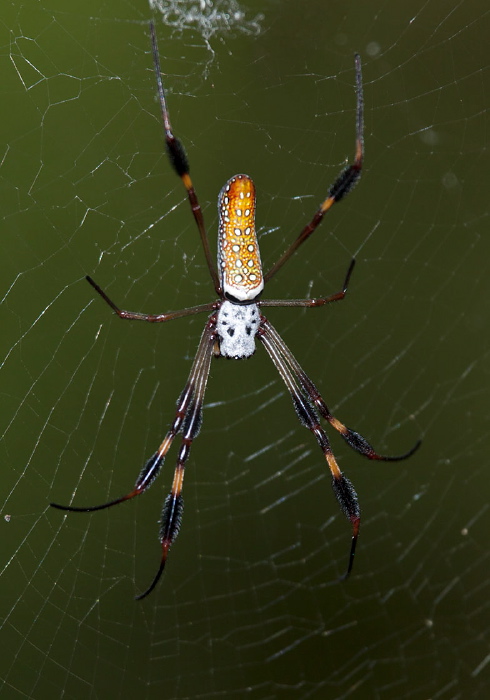 Nephila clavipes Nephilidae