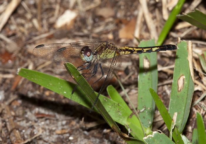 Erythrodiplax minuscula Libellulidae