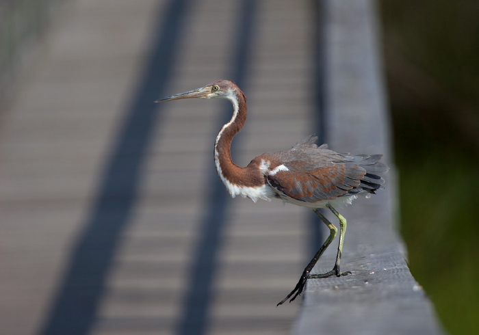 Egretta tricolor Ardeidae