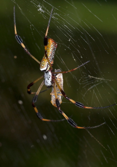 Nephila clavipes Nephilidae